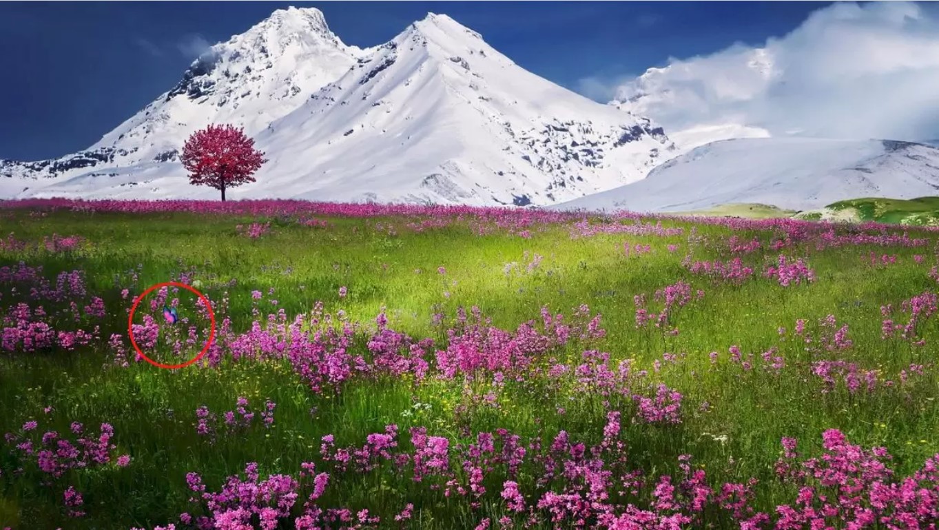 آیا می توانید پروانه را در این دشت زیبا پیدا کنید؟