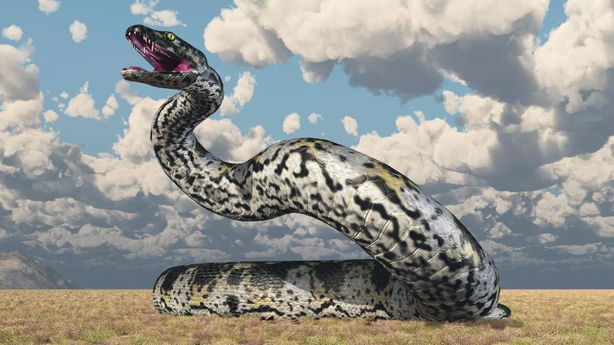 66