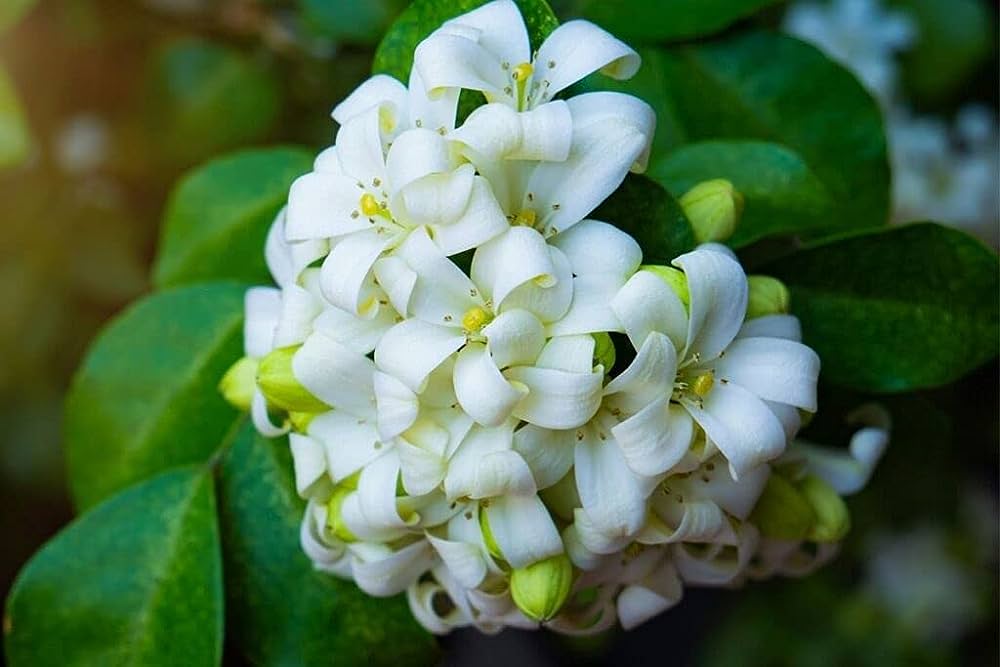  یاس نارنجی
