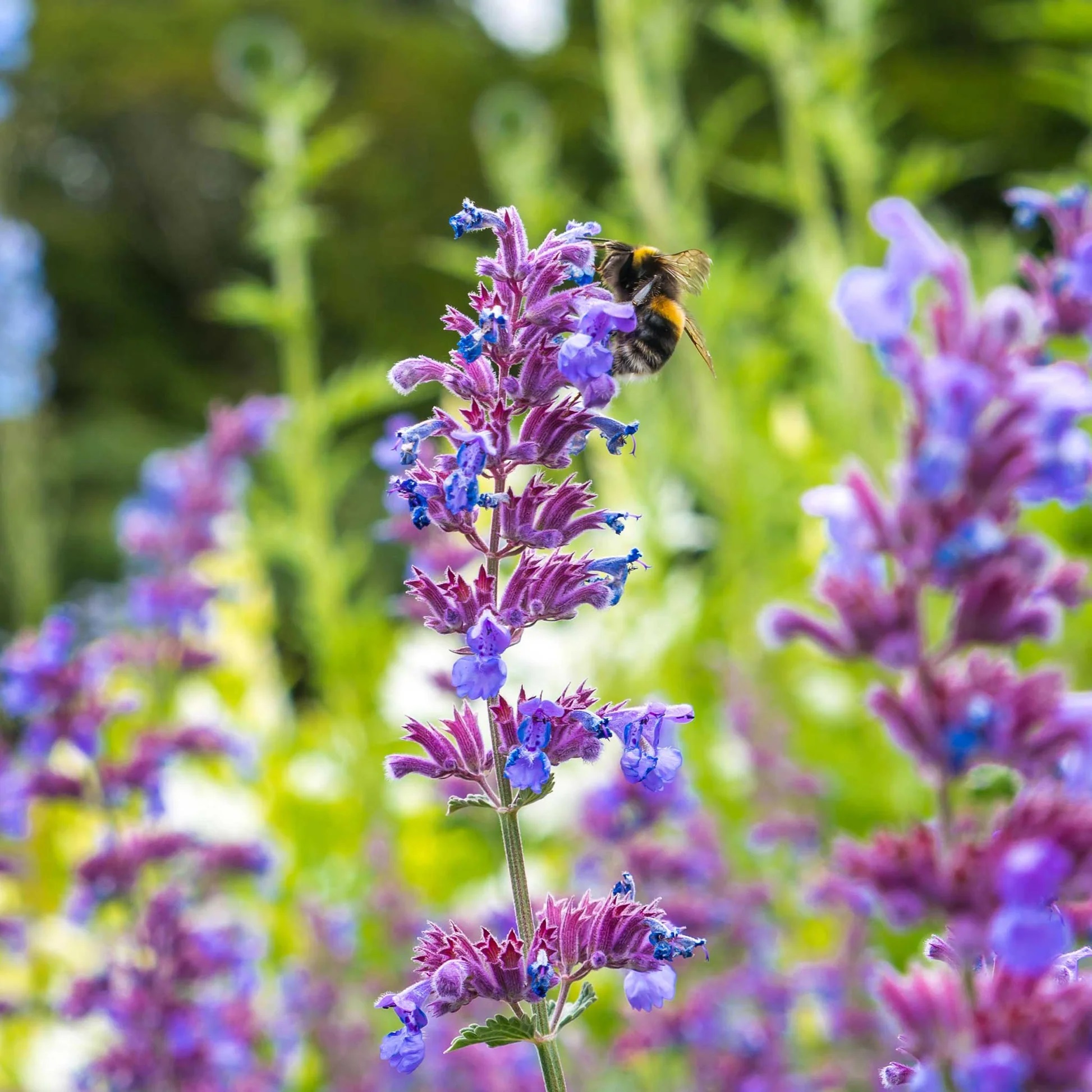  نعناع گربه ای